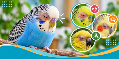 Why Is My Bird Keeping One Eye Closed? Infection, Injury & Sinus Problems