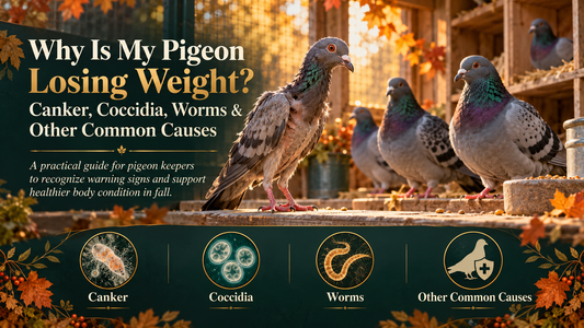 Why Is My Pigeon Losing Weight? Canker, Coccidia, Worms & Other Common Causes