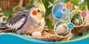 Egg Binding in Birds: Symptoms, Risk Factors & Emergency Signs