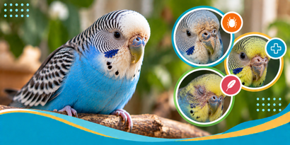 Scaly Face Mites in Budgies: Symptoms, Cere Crusts & Treatment Options