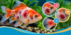 Red Sores & Ulcers on Fish: Aeromonas, Injury or Bacterial Infection?