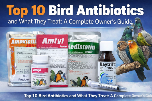 Top 10 Bird Antibiotics and What They Treat