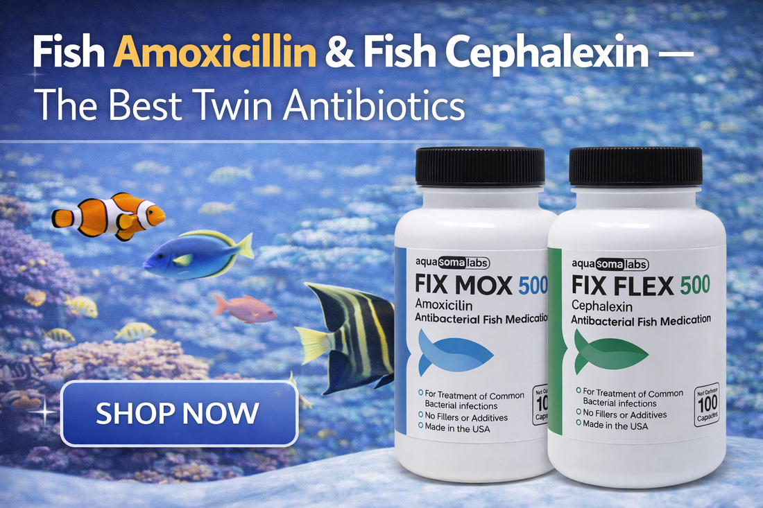 Fish Amoxicillin & Fish Cephalexin: The Best Twin Antibiotics for Aquarium Bacterial Infections
