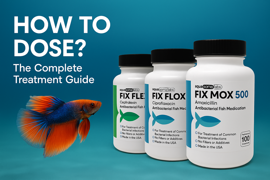 How to Dose Amoxicillin, Ciprofloxacin & Cephalexin for Aquarium Fish: The Complete Treatment Guide