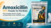 Amoxicillin 10% Powder for Pet Birds: The Complete Owner’s Guide to Responsible Avian Antibiotic Care