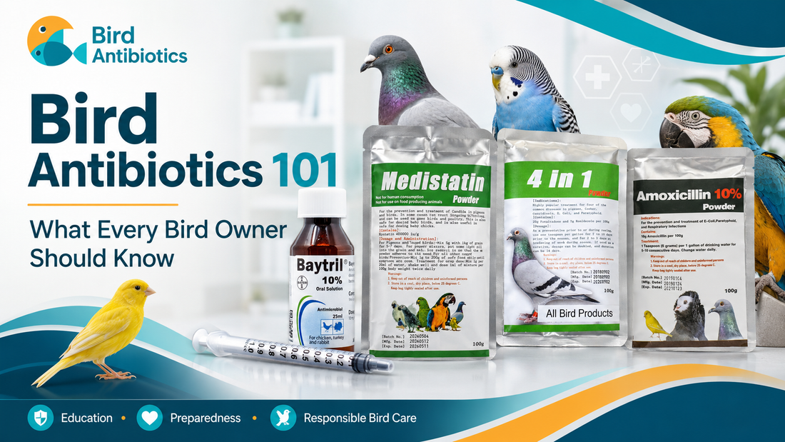 Bird Antibiotics 101: What Every Bird Owner Should Know