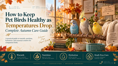 How to Keep Pet Birds Healthy as Temperatures Drop