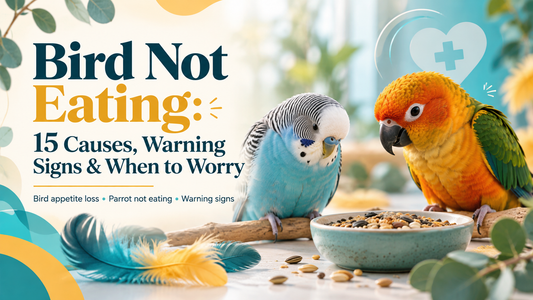 Bird Not Eating: 15 Causes, Warning Signs & When to Worry