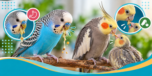 Bird Vomiting vs Regurgitation: How to Tell the Difference