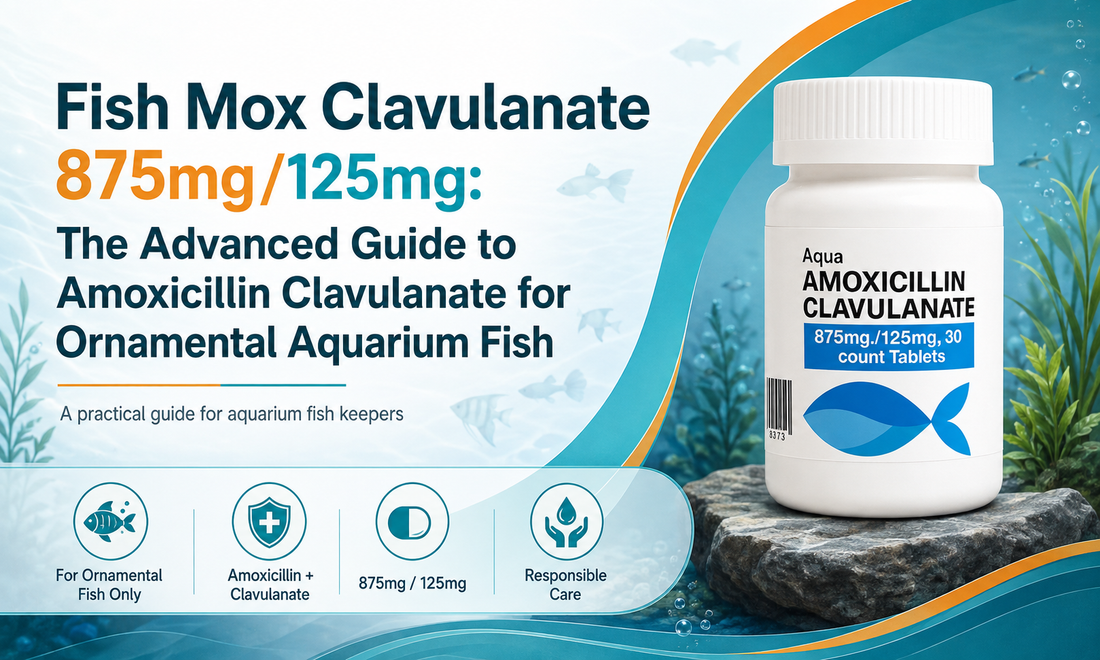 Fish Mox Clavulanate 875mg/125mg: The Advanced Guide to Amoxicillin Clavulanate for Ornamental Aquarium Fish