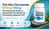 Fish Mox Clavulanate 875mg/125mg: The Advanced Guide to Amoxicillin Clavulanate for Ornamental Aquarium Fish