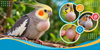 Bird Crop Not Emptying: Crop Stasis, Canker, Yeast & Other Causes